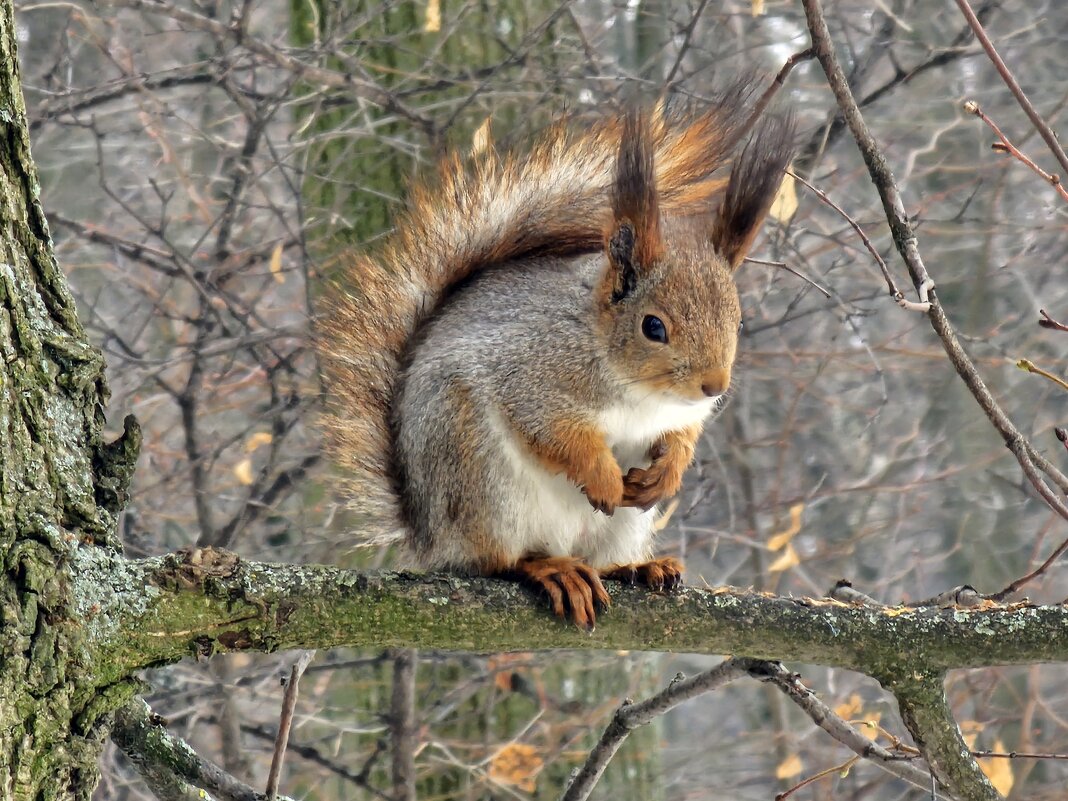 photo "***" tags: nature, misc., Moscow, squirrel, Царицыно, белки, животные