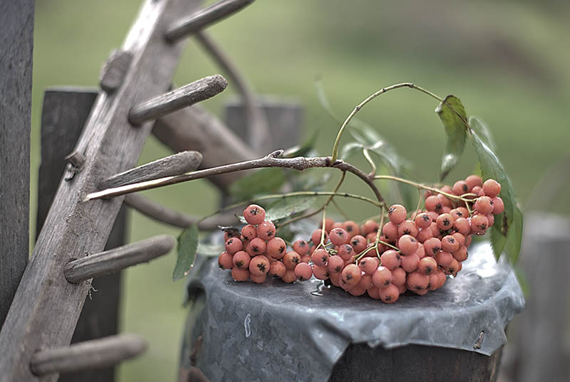 photo "Ветка рябины" tags: still life, грабли, рябина