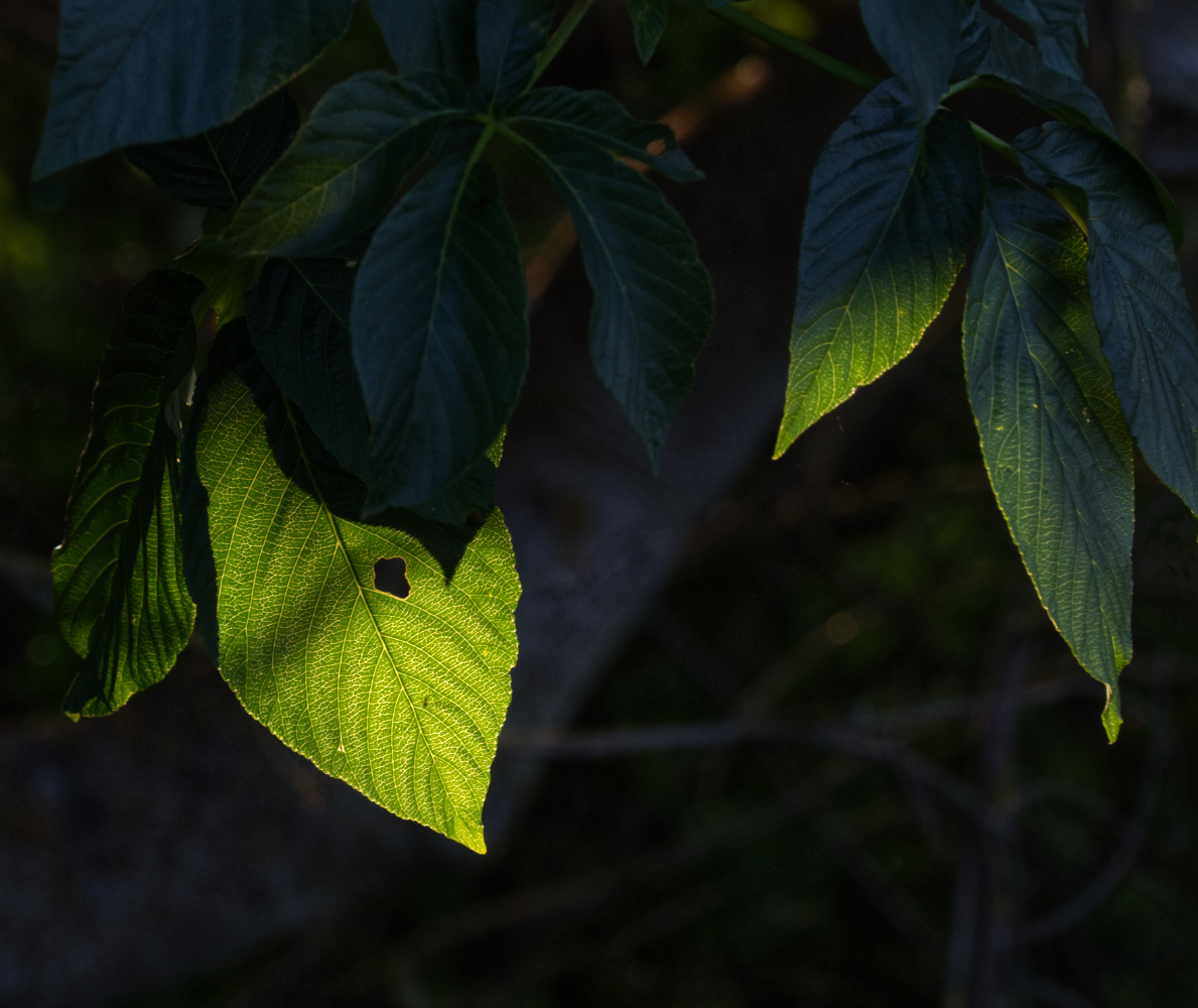 фото "Листик" метки: макро и крупный план, Листик
Leaf