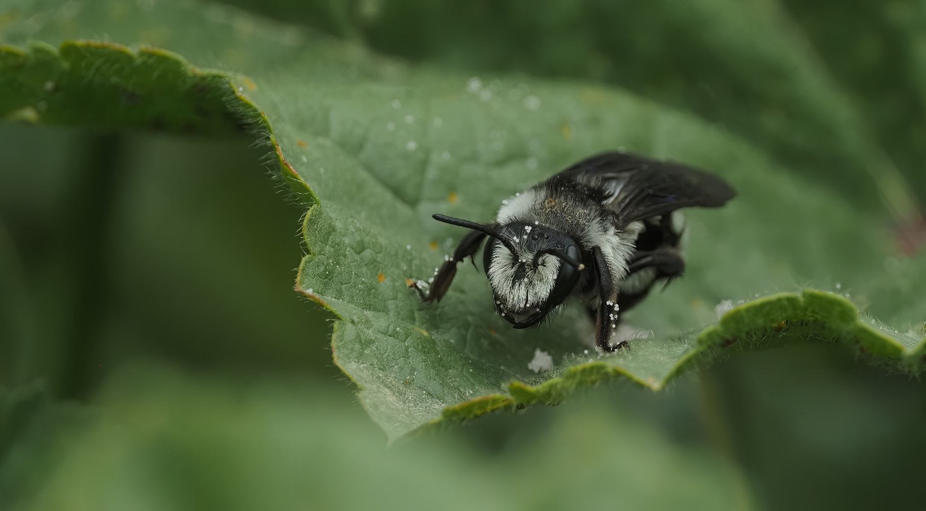 photo "***" tags: macro and close-up, 