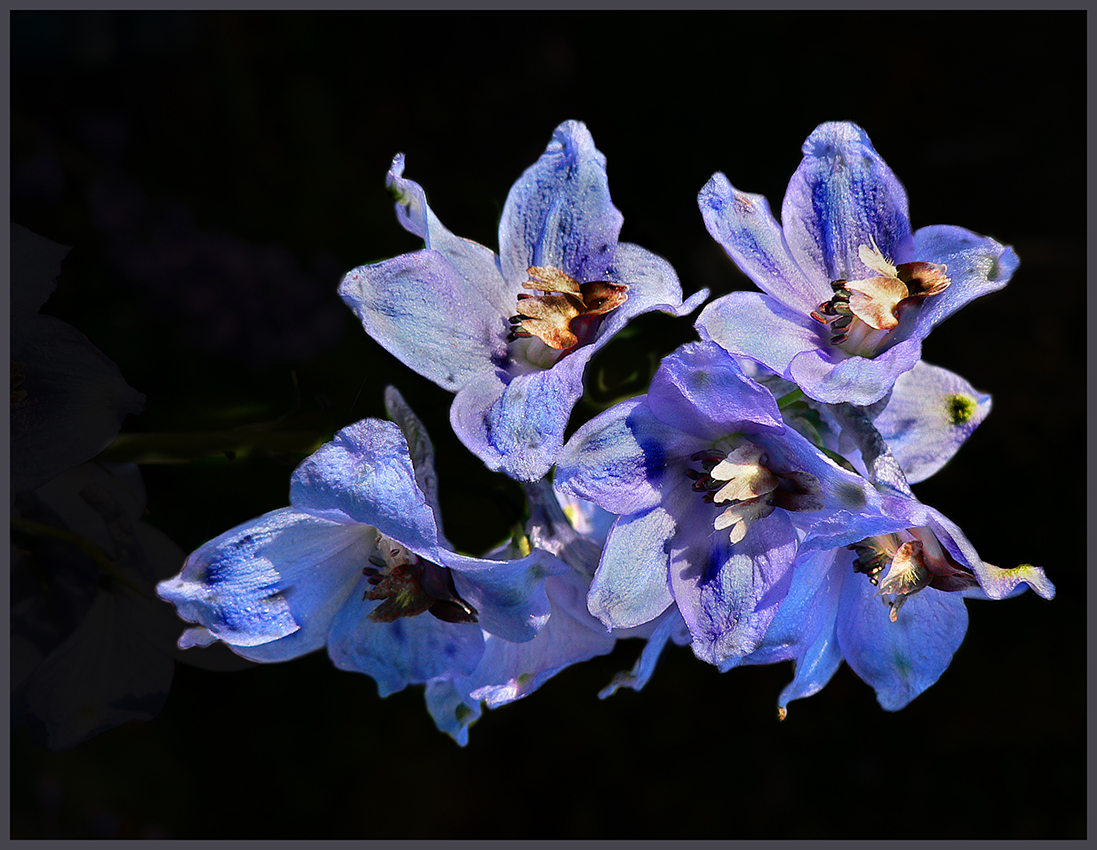 photo "***" tags: still life, flowers, studio