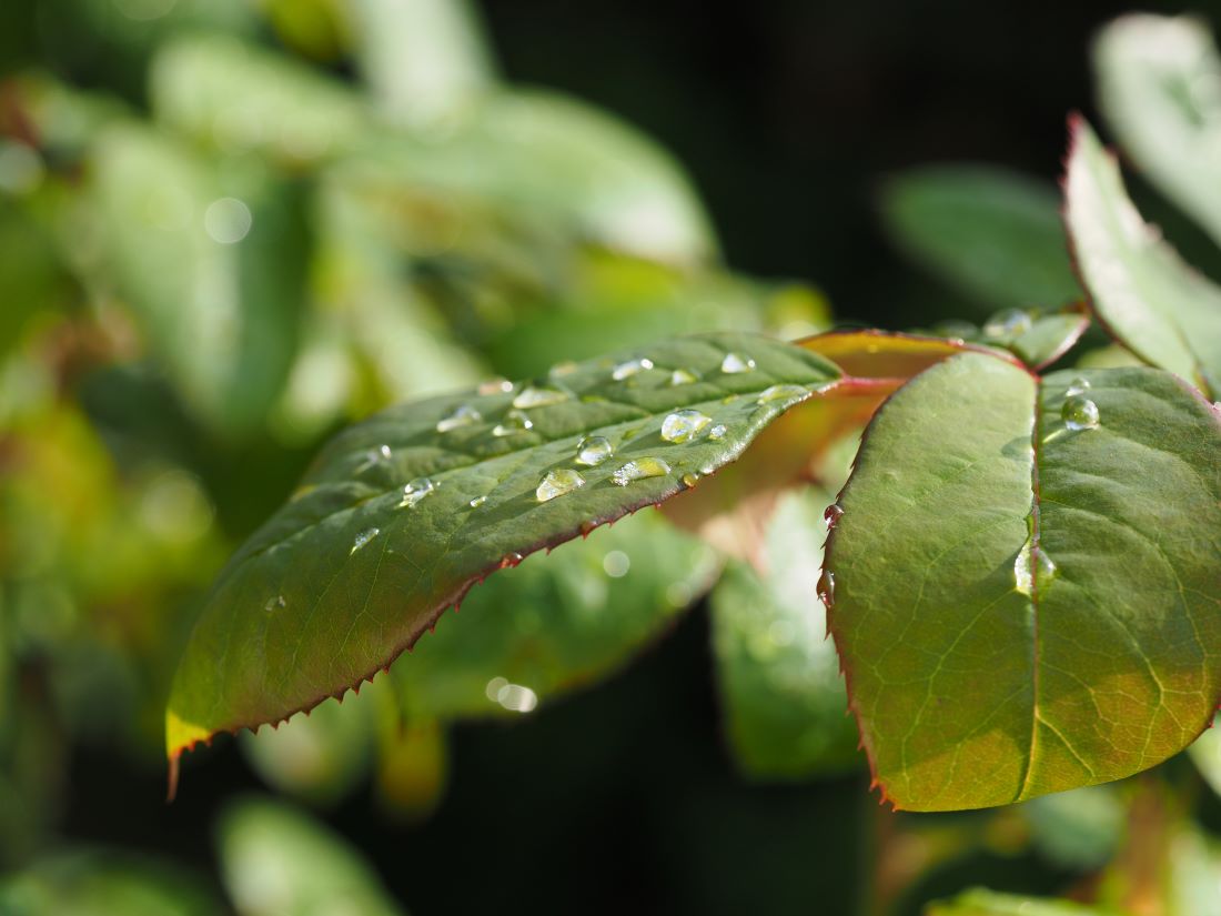 photo "After the rain" tags: nature, macro and close-up, 
