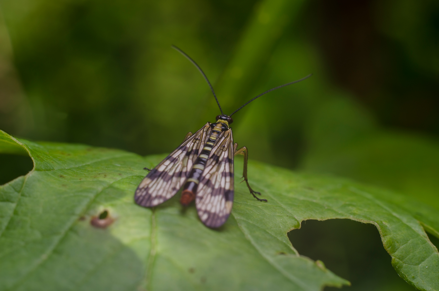 photo "***" tags: nature, macro and close-up, жуки, макро